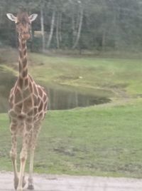 Giraffe1 01.10.22